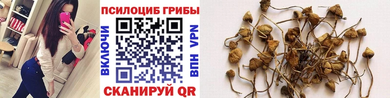 Галлюциногенные грибы Psilocybine cubensis  Фрязино 